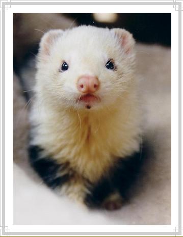 doritomyferretat6