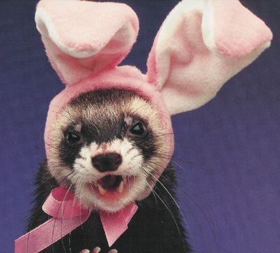 easter_ferret_large