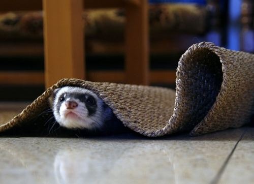 ferret-2-500_large
