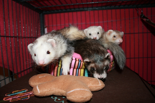 Ferret_Hydra_by_EchoOsmosis_large