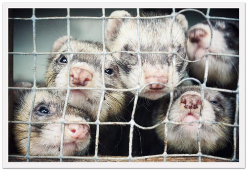 furet_large