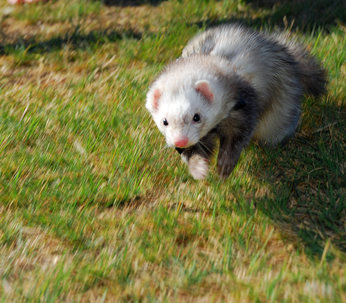 Run_Ferret_Run_by_mjphotoart_large